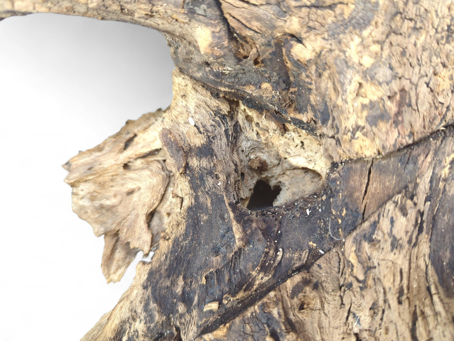 An aged, multi-toned burl wood fragment, showing deep fissures, intricate cracks, and a dark central cavity.