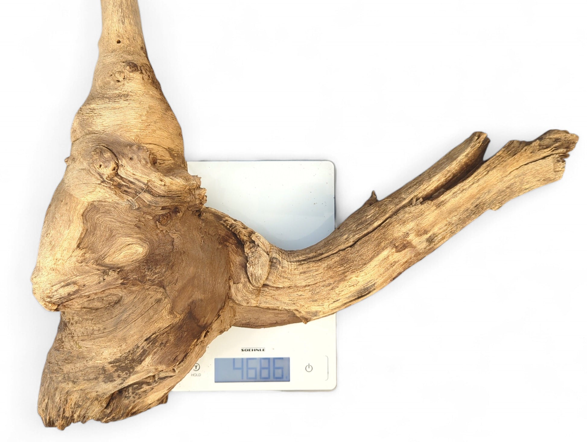 A natural light brown driftwood root with gnarled texture rests on a white digital scale displaying 4686g.
