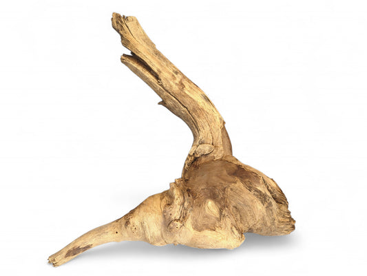 A light brown, weathered driftwood root sculpture displays gnarled textures and an organic, upward-angled shape.