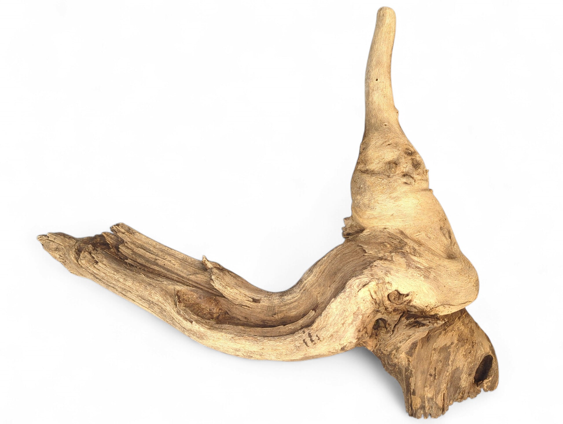 Weathered, light brown driftwood root sculpture showing deeply gnarled texture, an upward curving peak, and horizontal forms.