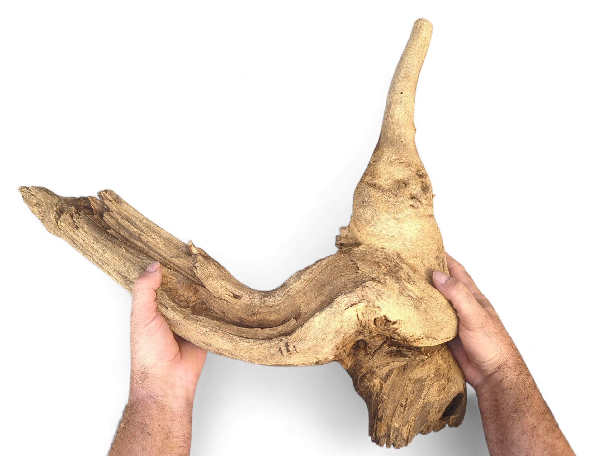 Two hands hold a gnarled, light brown, weathered driftwood root sculpture with an upward-curving peak.