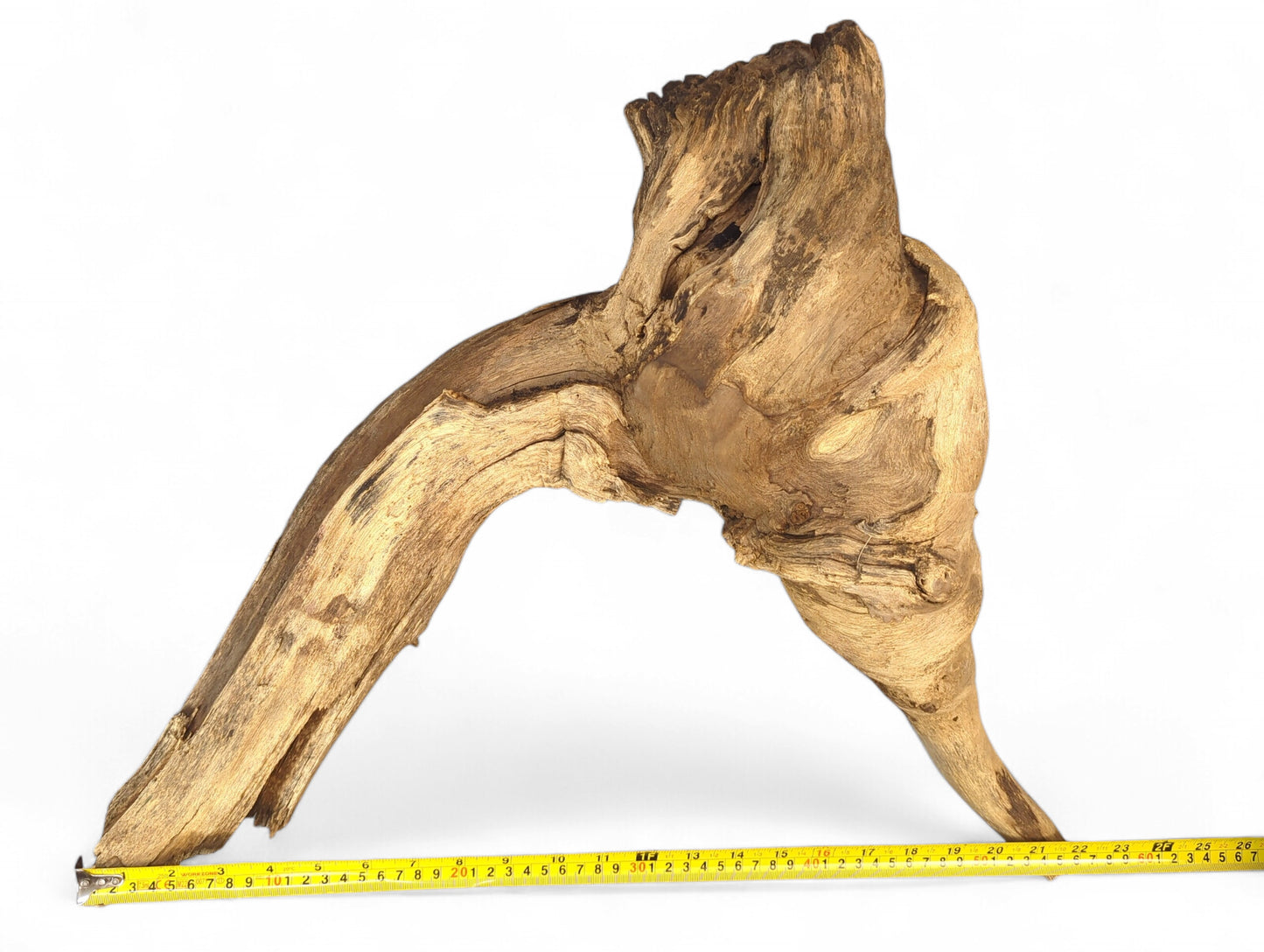 Light brown weathered driftwood root sculpture with gnarled texture, prominent grain, and a yellow measuring tape.