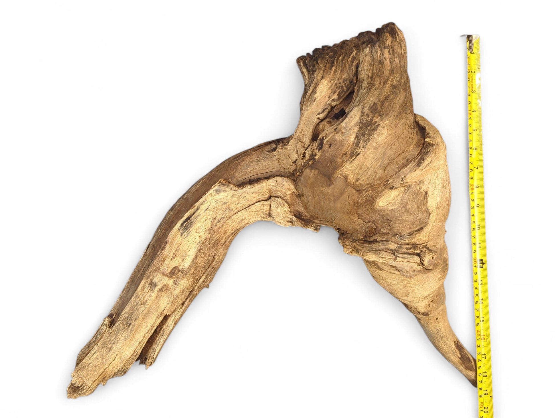 Weathered light brown driftwood root displays gnarled texture, prominent grain, and a vertical yellow measuring tape.
