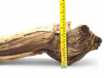 Irregular light brown driftwood root displays gnarled texture, prominent grain, and a vertical yellow measuring tape.