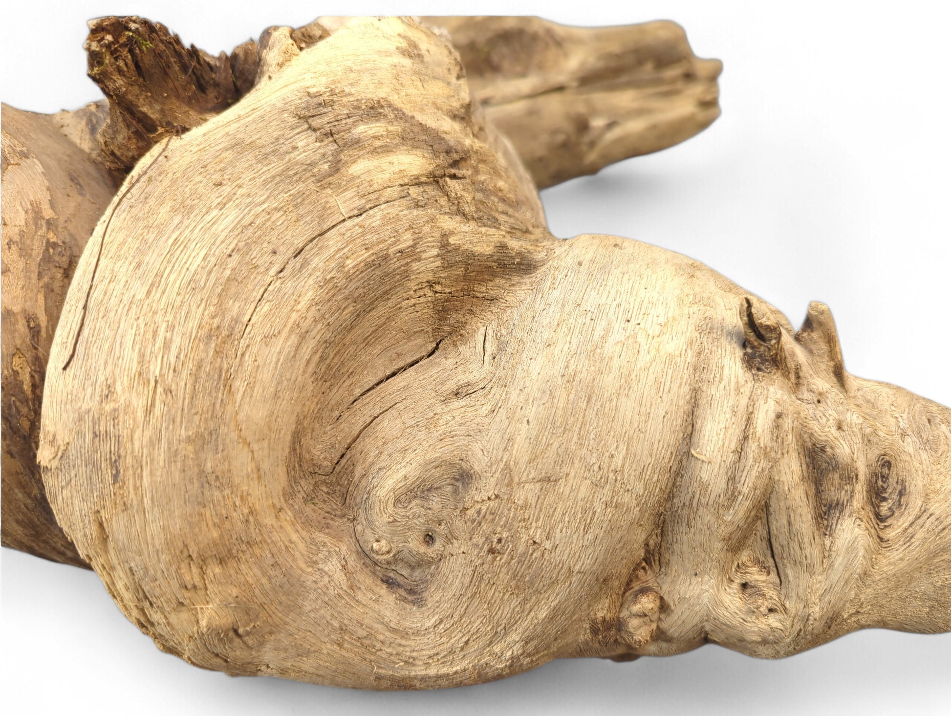 Close-up of a light brown, weathered driftwood root showing gnarled texture and prominent swirling grain patterns.