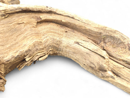 Gnarled light brown driftwood piece displaying weathered surface, organic curves, and prominent swirling wood grain.