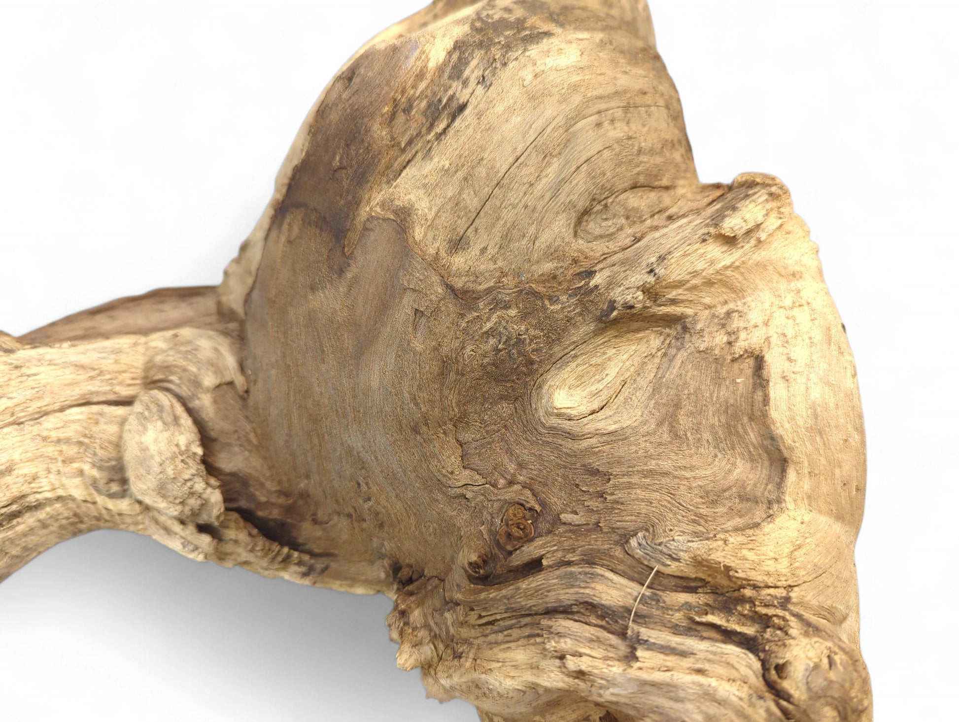 Intricate light brown driftwood root displays deep gnarls and pronounced swirling grain over its weathered surface.