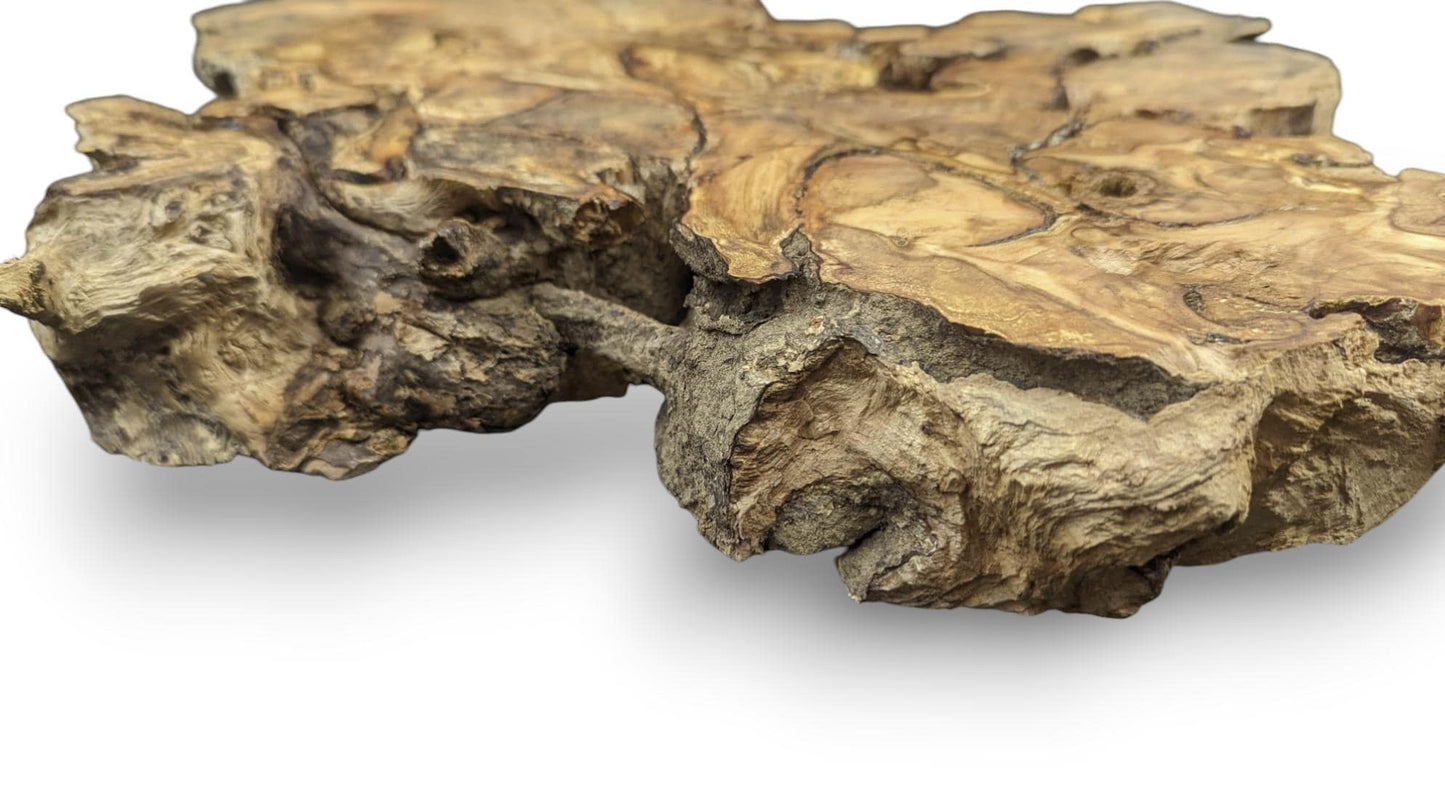 Organic hazel root wood slice, displaying an irregular form, varied brown tones, and deeply textured edges.