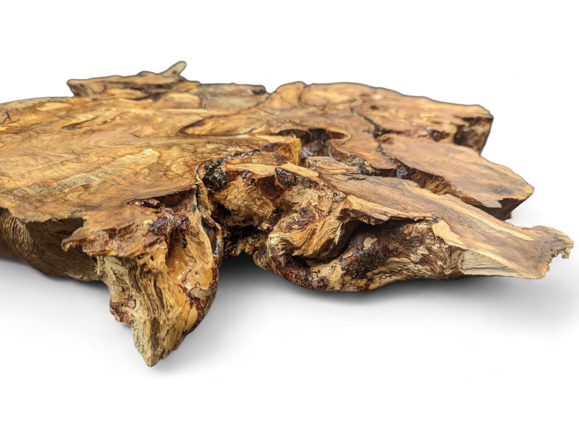 Multi-toned hazel root wood slice showcasing irregular organic contours, textured live edges, and distinct grain.