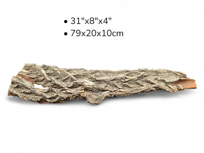 Long, rugged gray-brown wood bark with deep fissures, and dimensions 31"x8"x4", 79x20x10cm.