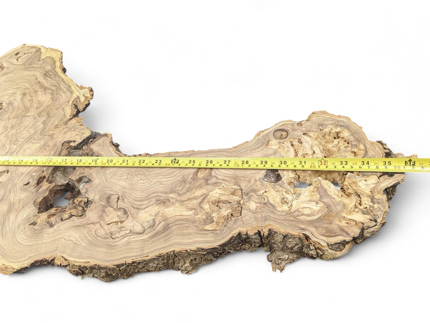 An irregular Japanese Pagoda root slice with swirling grain patterns, natural voids, textured bark, and a measuring tape.