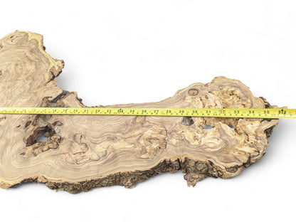 An irregular Japanese Pagoda root slice with swirling grain patterns, natural voids, textured bark, and a measuring tape.