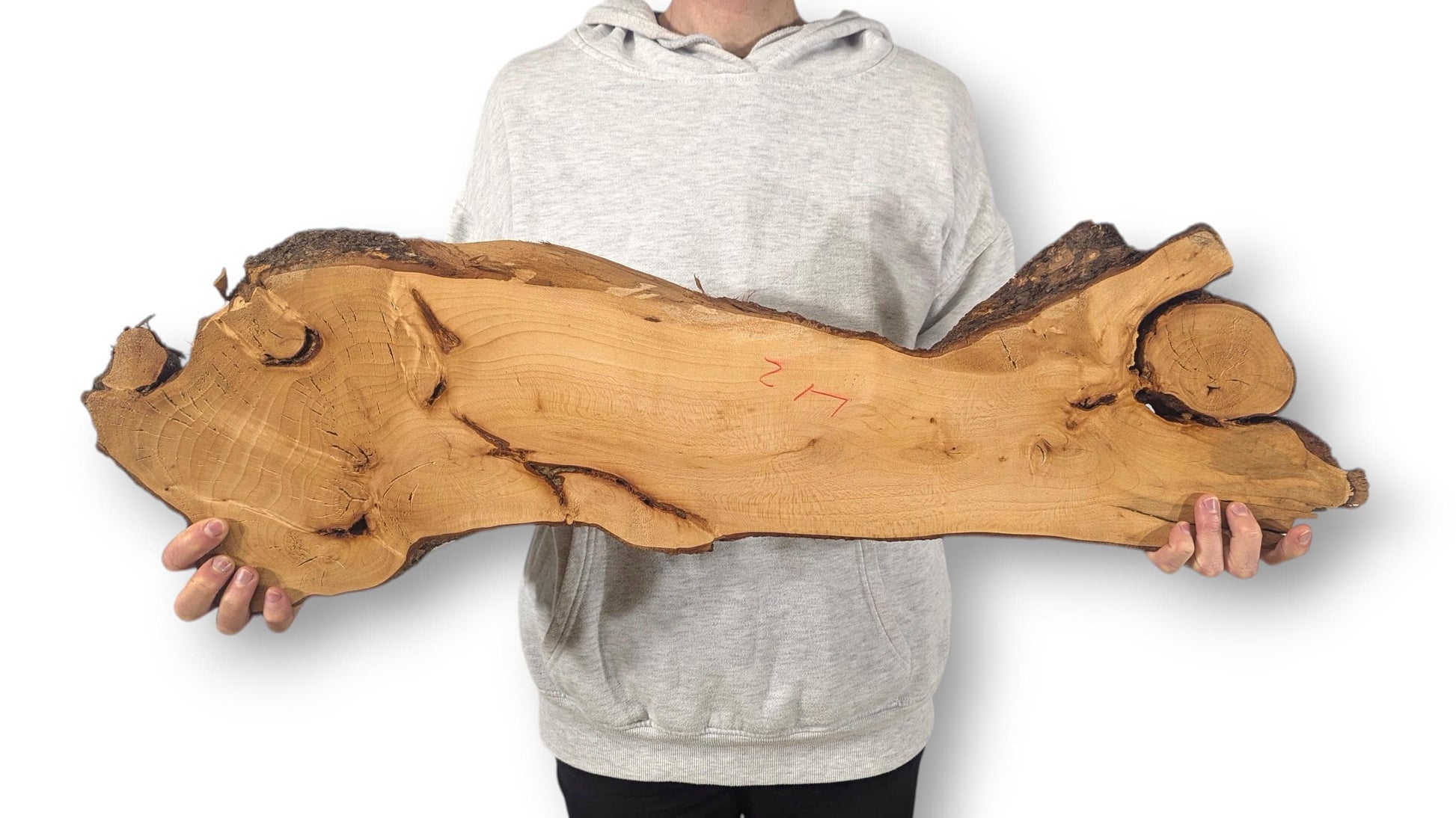A person holds a long, irregular linden wood slice, light brown with dark bark edges and visible grain.