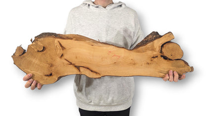 A person holds a long, irregular linden wood slice, light brown with dark bark edges and visible grain.