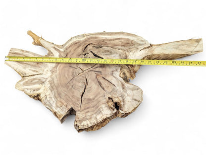 An irregularly shaped, light-colored wood root slice features visible growth rings, prominent cracks, and a measuring tape.
