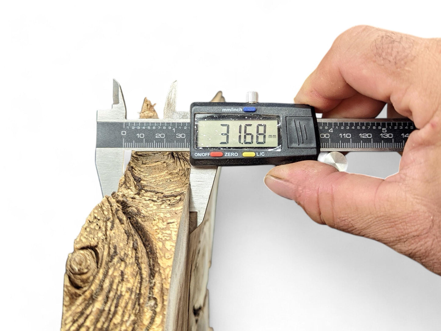 A hand measures a light brown, irregularly shaped wood root slice with a digital caliper displaying 31.68 mm.