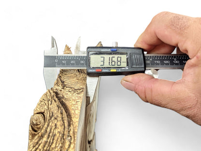 A hand measures a light brown, irregularly shaped wood root slice with a digital caliper displaying 31.68 mm.