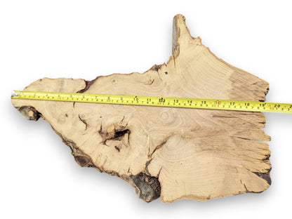 Image displaying a light-colored, irregular wood slice with live edge, prominent grain, and measuring tape.