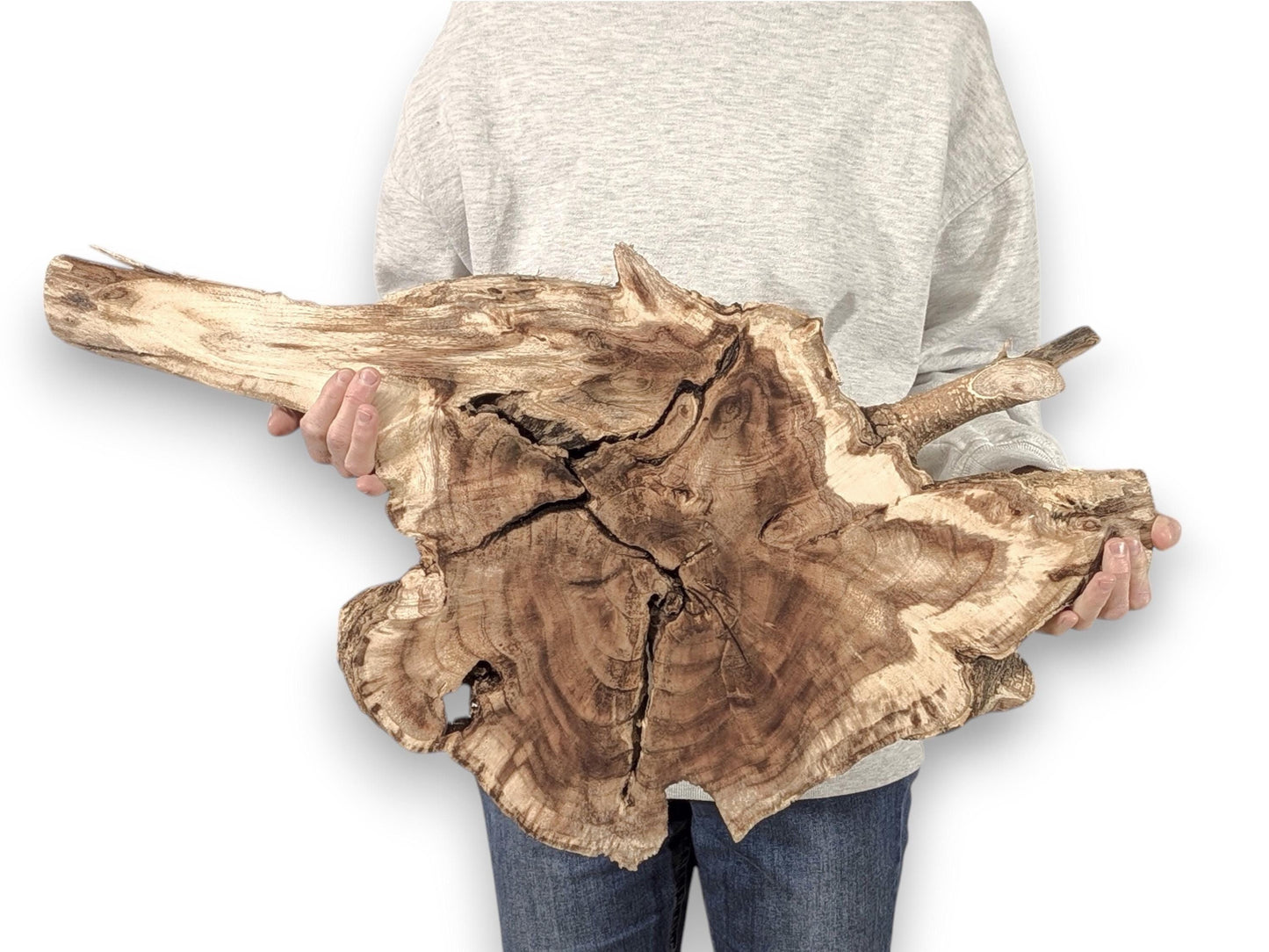 Irregularly shaped wood root slice with natural edges, brown-tan grain, and prominent cracks, held by hands.