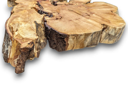 Organic light brown weeping willow root slice shows swirling grain, dark live edge, and natural imperfections.