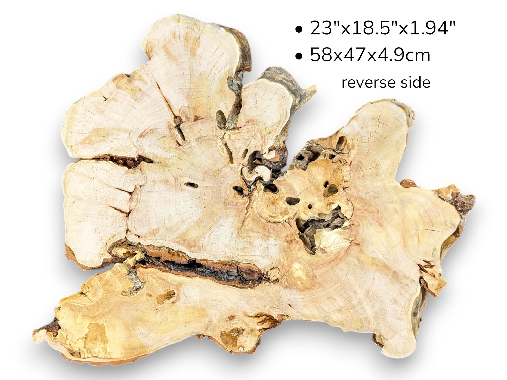 The reverse side of a dry willow root slice with its dimensions listed above.