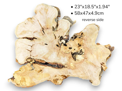 The reverse side of a dry willow root slice with its dimensions listed above.