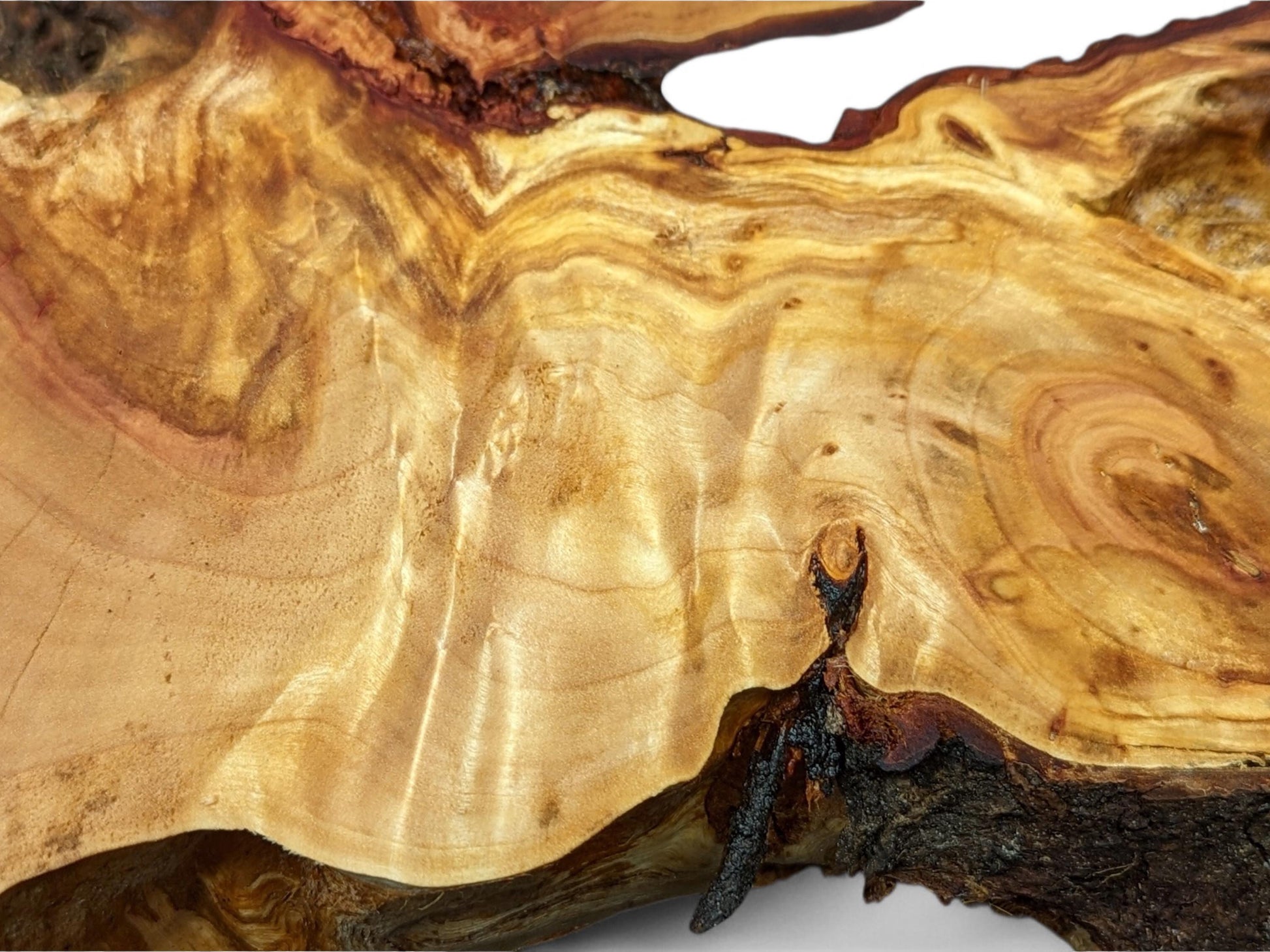 Detailed view of an irregular, light golden-brown weeping willow root slice, showing swirling grain and a dark live edge.