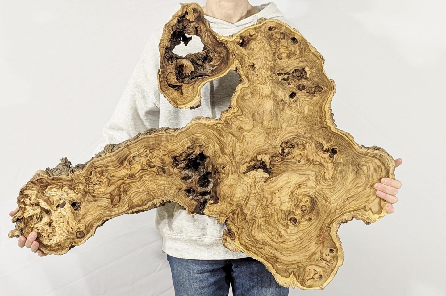 Irregular light brown Japanese Pagoda root slice, displaying live edge, prominent grain, and natural voids.