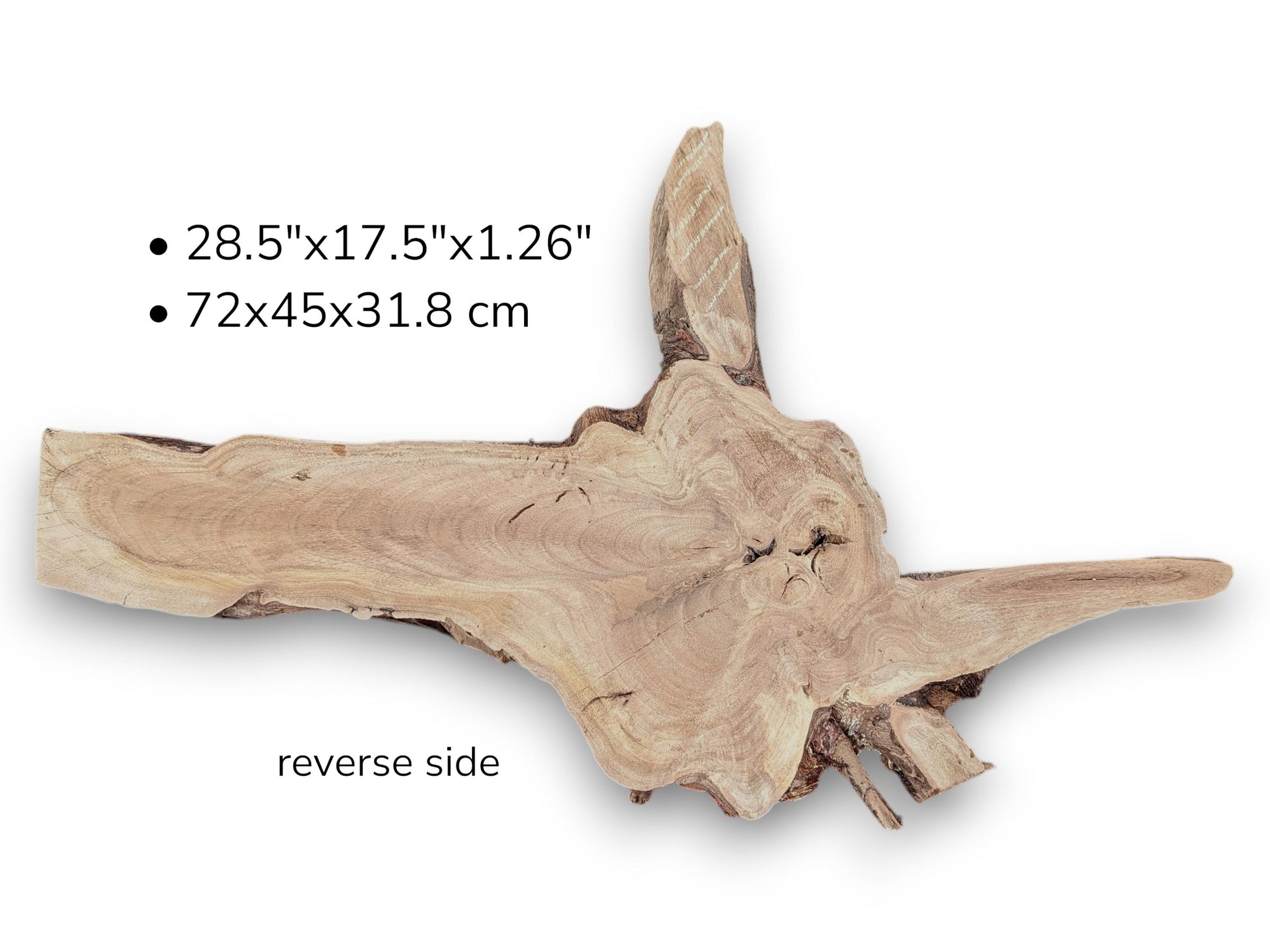 Irregular light brown wood slice labeled reverse side with text displaying measurements in inches and centimeters.