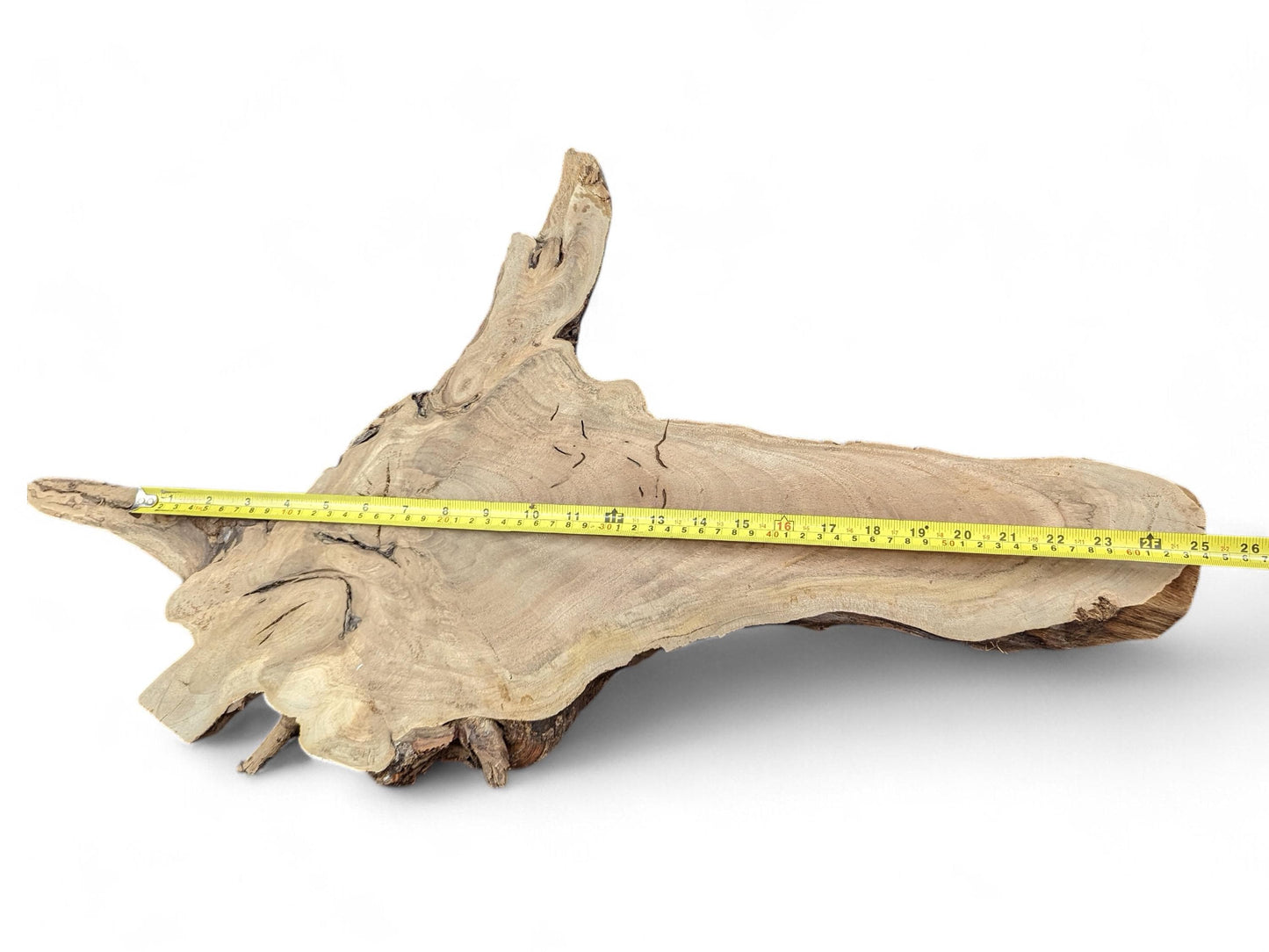 An irregular, light brown English walnut root wood slice with a yellow tape measure showing its length.