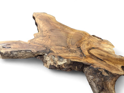 Irregular English walnut root wood slice, showcasing warm brown tones, distinct grain, and textured live edges.