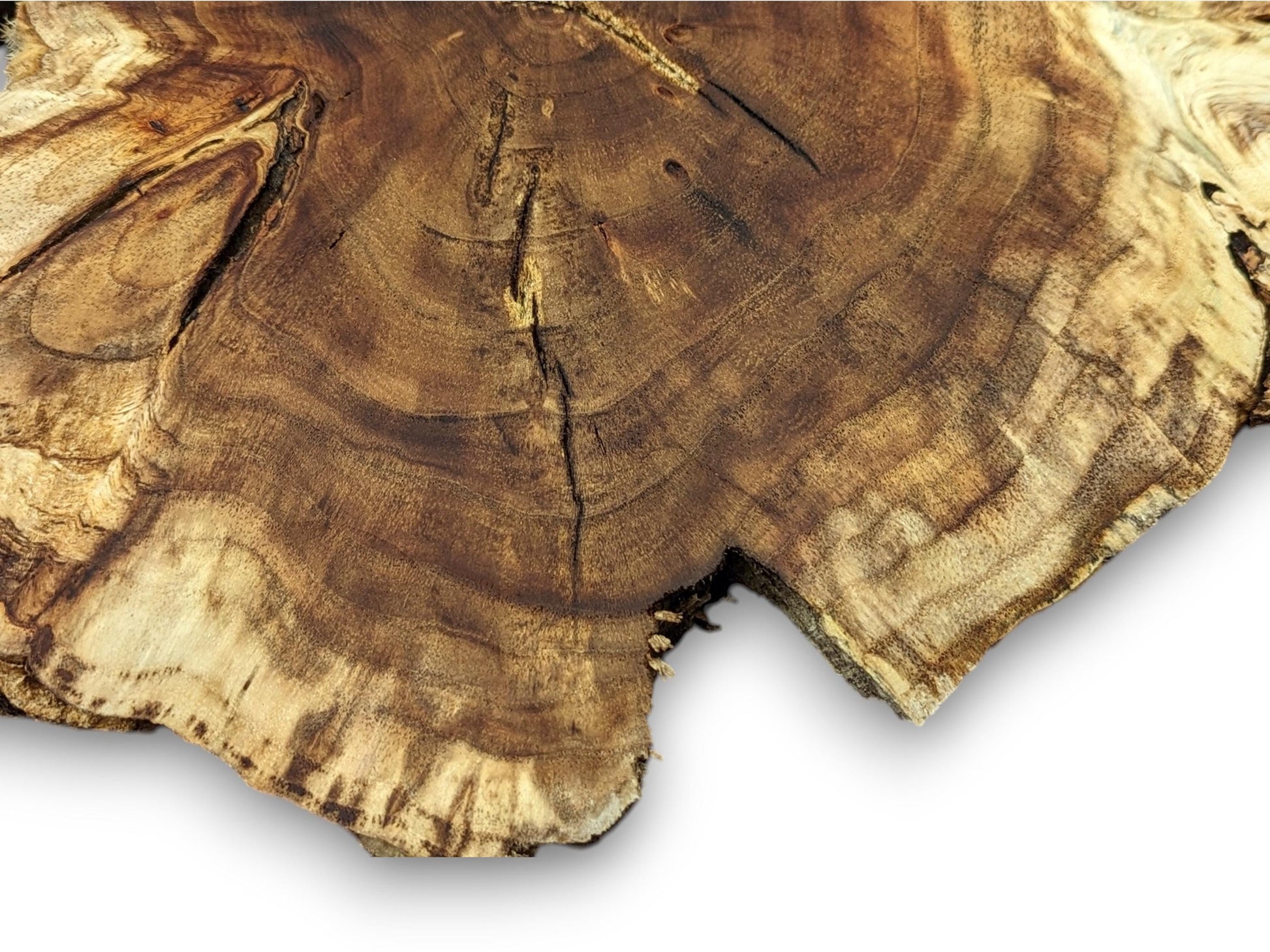 Detailed image of an irregular wood slice displays dark and light brown growth rings and prominent cracks.