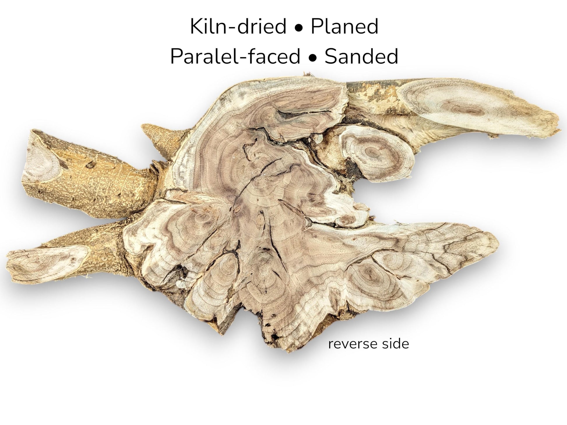 Irregular light brown wood root slice, reverse side. Features described as kiln-dried, planed, parallel-faced, sanded.