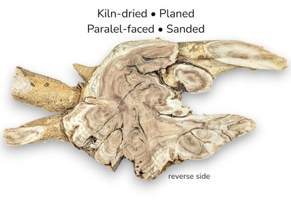 Irregular light brown wood root slice, reverse side. Features described as kiln-dried, planed, parallel-faced, sanded.
