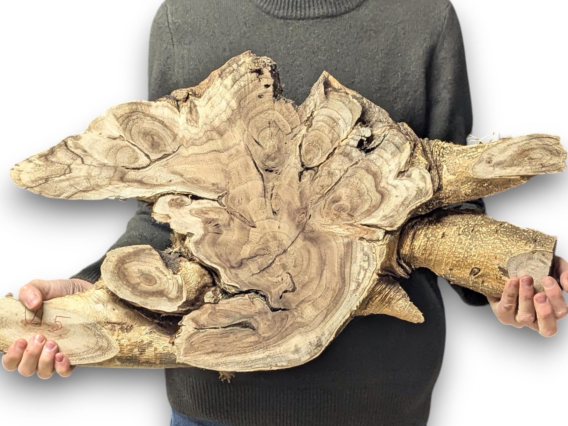 Organic-shaped light brown wood root slice displaying intricate grain and rough natural edges, held by hands.