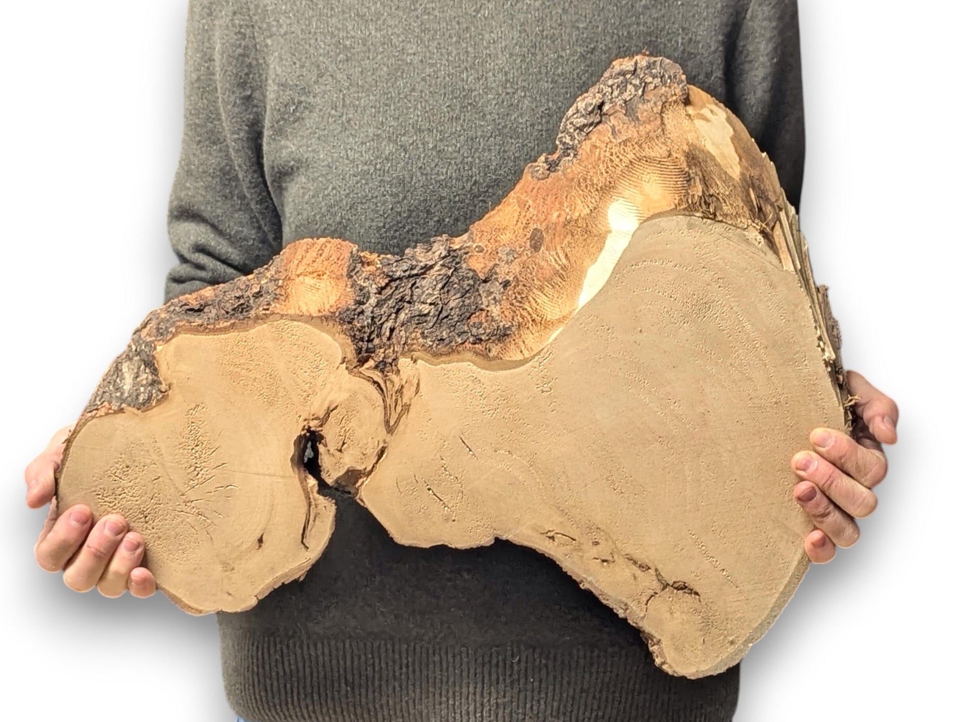 Person holding a large, irregular light brown linden root wood slice with dark live edge bark.