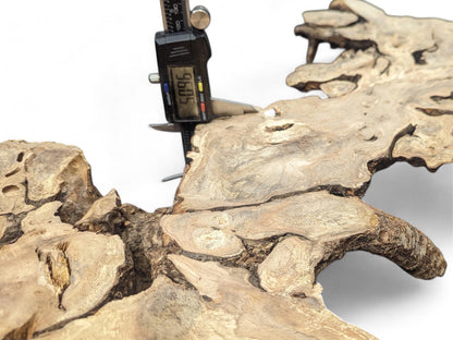 Digital caliper displays 5.096 while measuring a light brown, gnarled hazel root wood slice.