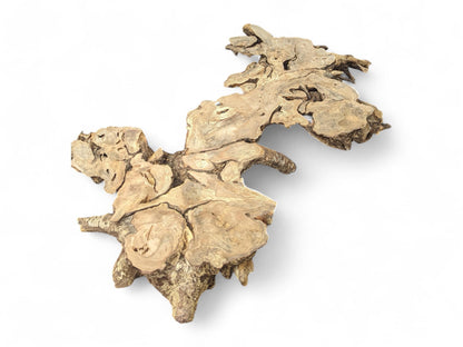 An irregularly shaped, gnarled light brown hazel root wood slice, displaying organic texture and contours.
