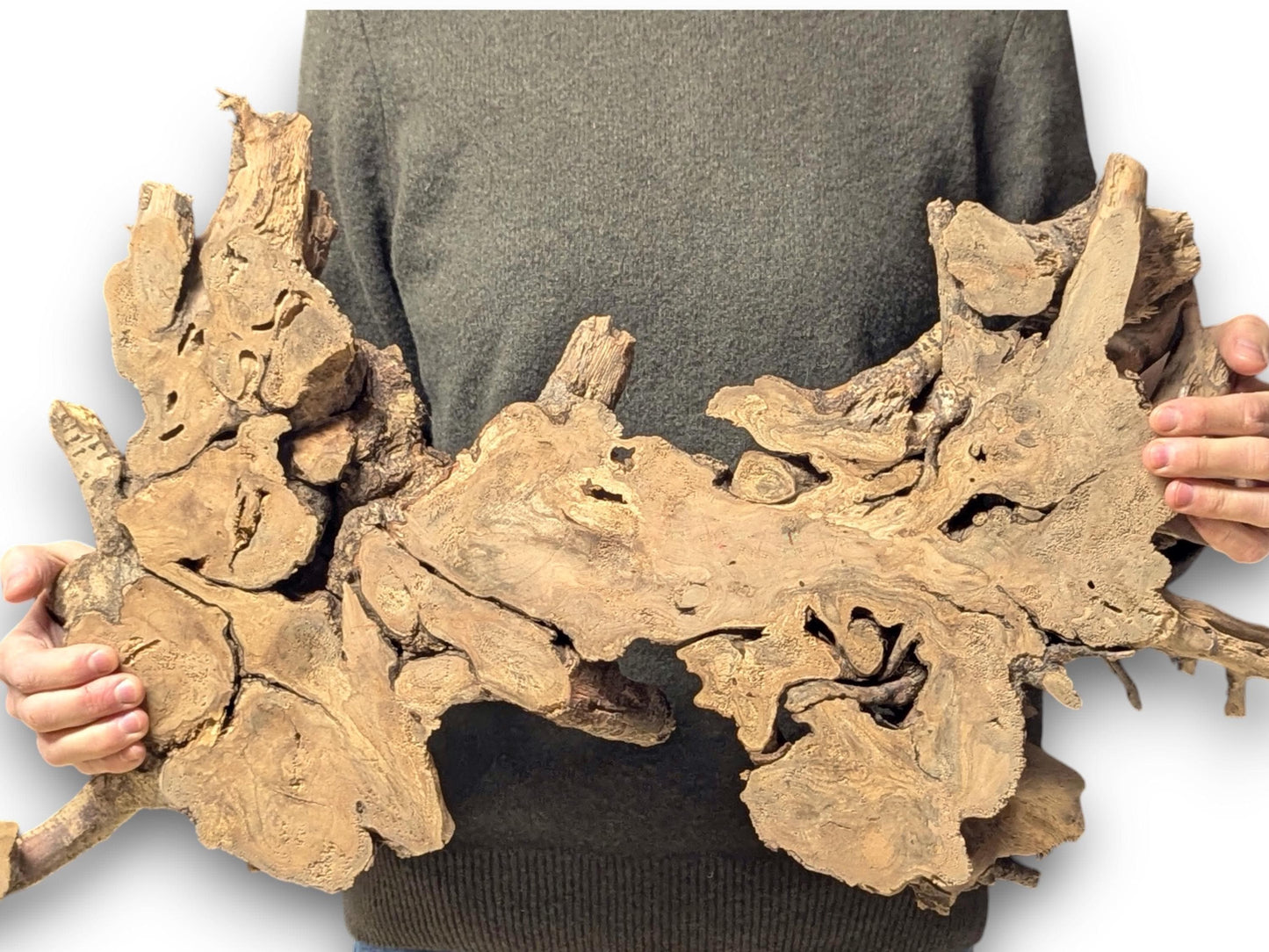 Person holds a large, irregular hazel root wood slice with gnarled texture, natural crevices, and varied brown tones.