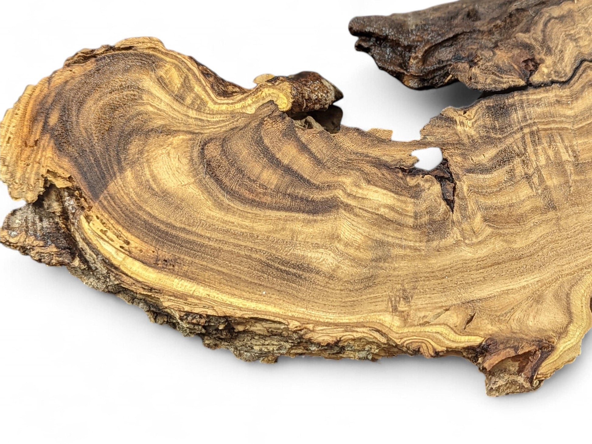 Curved light brown wood root slice displays intricate dark grain patterns and rough, natural bark edges.