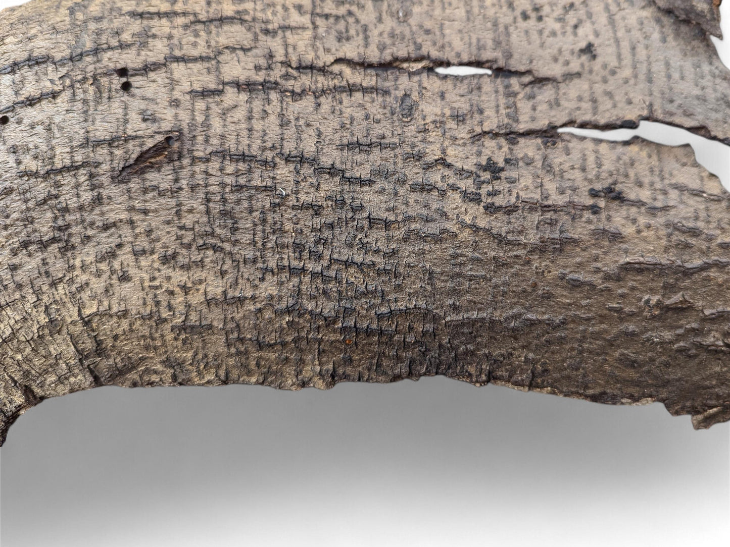 Irregular brown wood bark, featuring parallel cracks, dark fibrous texture, and small holes, on light grey.