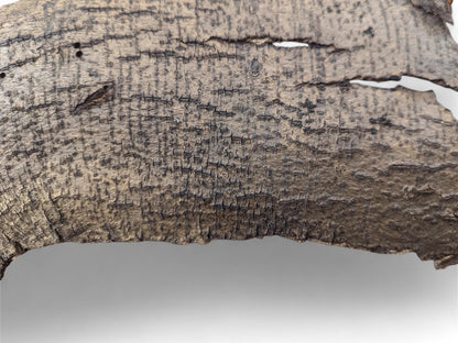 Irregular brown wood bark, featuring parallel cracks, dark fibrous texture, and small holes, on light grey.