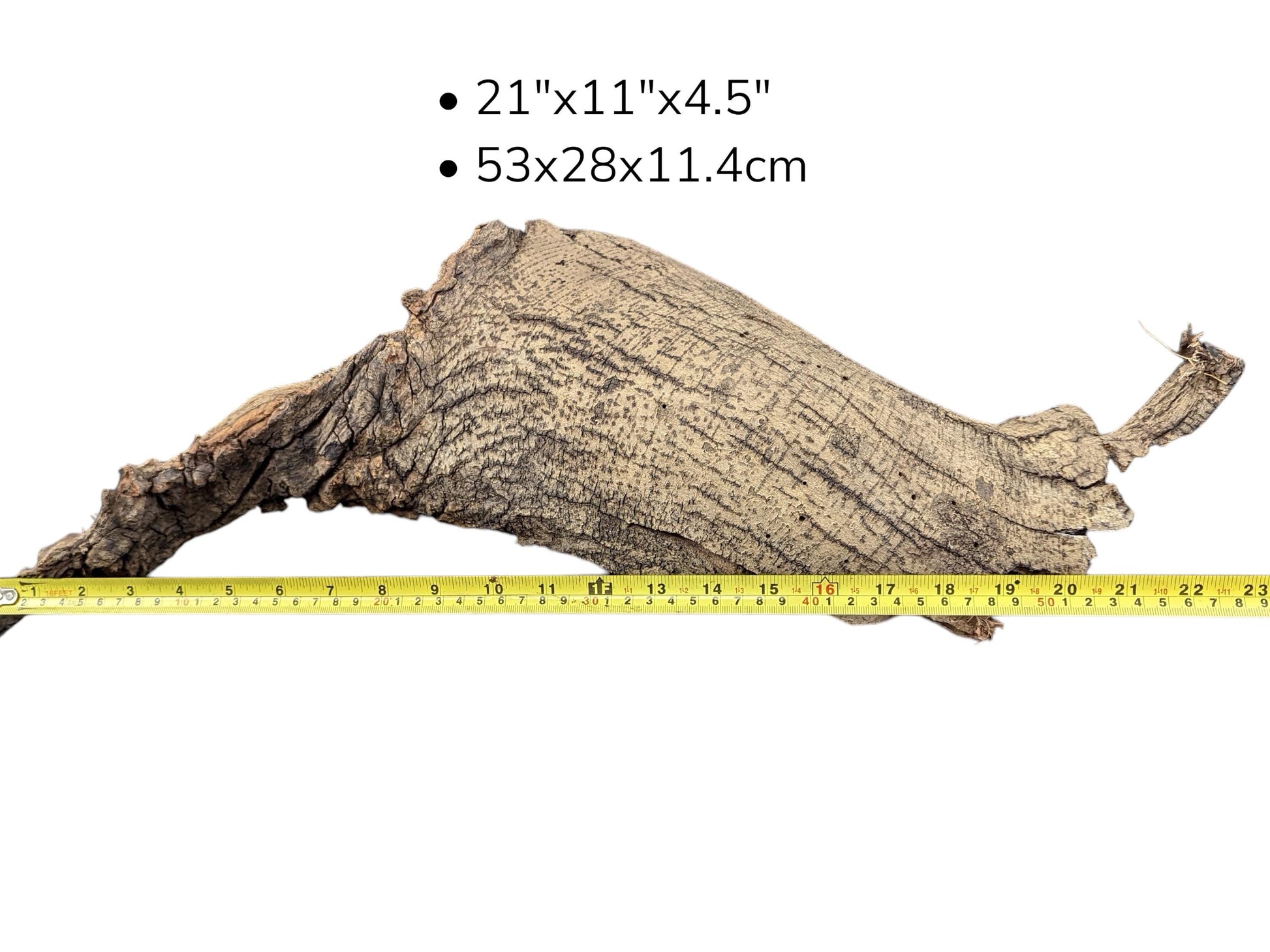 Curved, rough wood bark piece with yellow tape measure along bottom and dimension text listed above.
