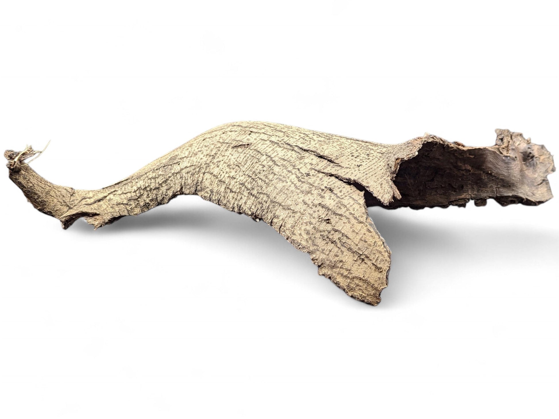 Light brown, irregularly shaped wood bark with rough, fibrous texture and a hollow opening.