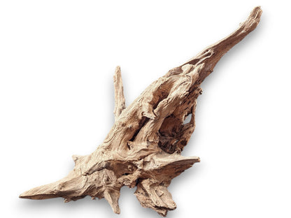 Large, aged light brown driftwood with an elongated, gnarled shape and deeply grooved rough texture.