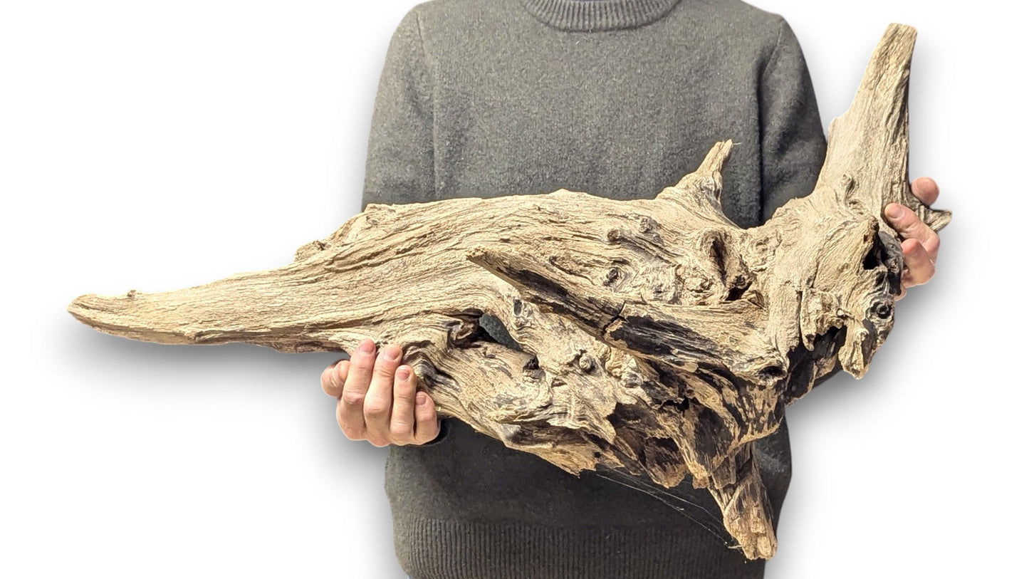 A person holds a large, complex piece of weathered light-brown driftwood with deeply grooved, rough texture.