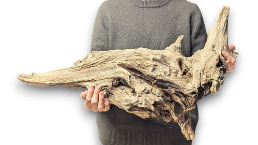 A person holds a large, complex piece of weathered light-brown driftwood with deeply grooved, rough texture.