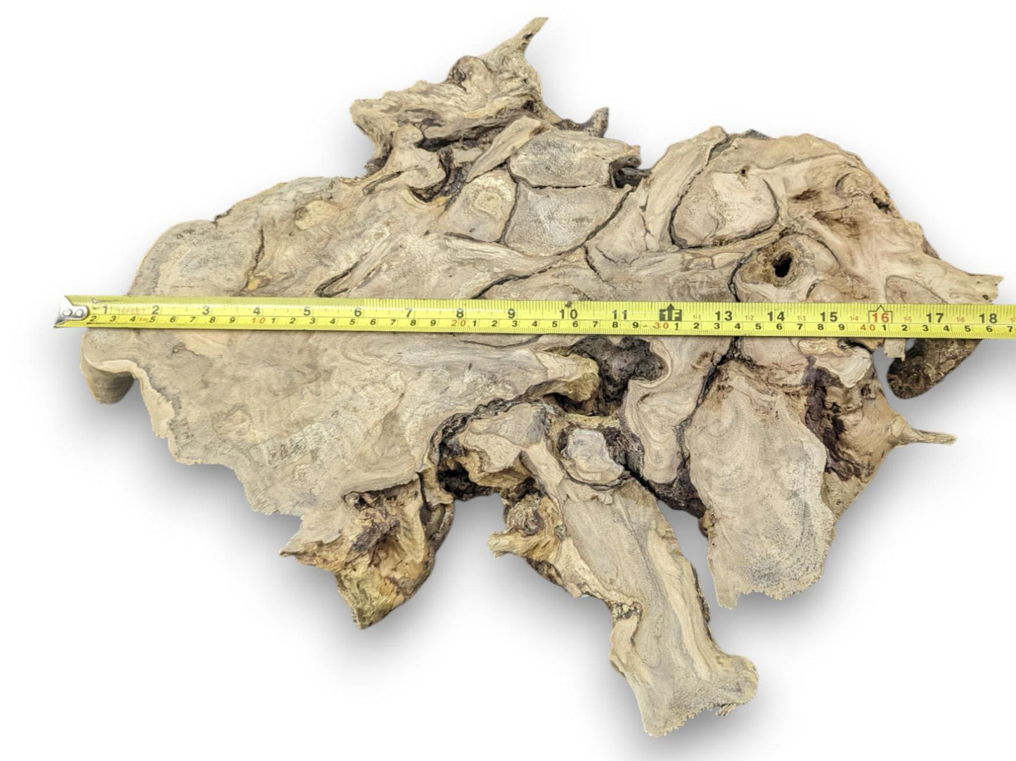 This light-brown hazel root wood slice displays an organic, gnarled texture with a yellow measuring tape.
