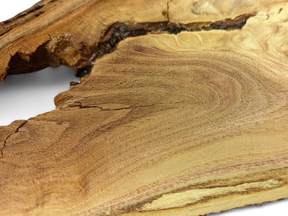 Irregular light brown honey locust root slice showing prominent wavy grain, natural edges, and a large void.