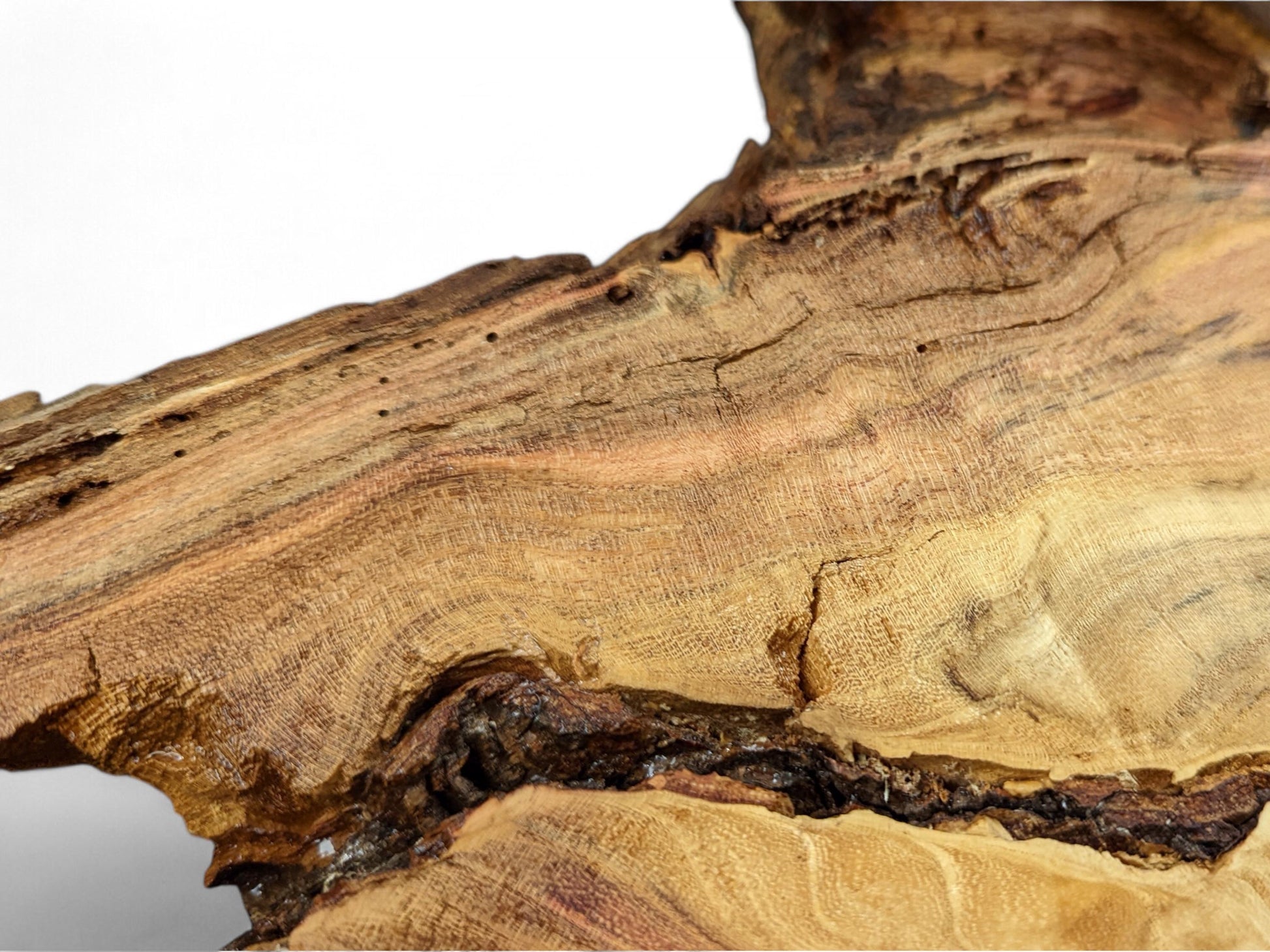 Brown honey locust root slice detailed with wavy grain, small holes, and a prominent dark natural void.